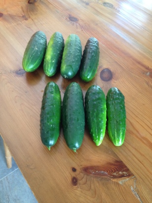 Too many cucumbers already.