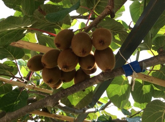 Kiwi fruit on their vines